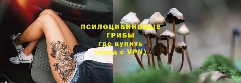 закладка  Гурьевск  Псилоцибиновые грибы Magic Shrooms 